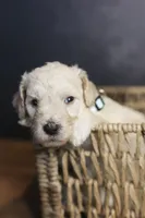 Liberty Bell, a female Goldendoodle for sale in Seffner, FL – 4 of 10