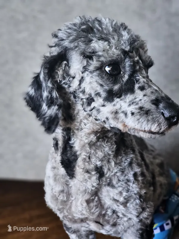 Caspian – Poodle - Toy  puppy for sale in Seffner, FL