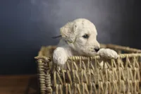 Uncle Sam, a male Goldendoodle for sale in Seffner, FL – 4 of 9