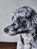 Caspian, a male Poodle - Toy  for sale in Seffner, FL – 4 of 4
