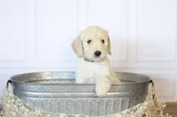 Uncle Sam, a male Goldendoodle for sale in Seffner, FL – 8 of 9