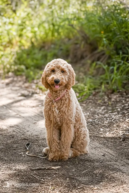 Maggie – Goldendoodle puppy for sale in Seffner, FL