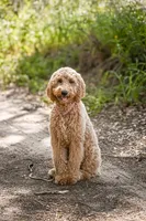 Maggie, a female Goldendoodle for sale in Seffner, FL – 1 of 2