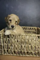 Ford, a male Goldendoodle for sale in Seffner, FL – 4 of 7