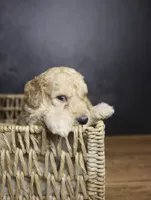 Colt, a male Goldendoodle for sale in Seffner, FL – 6 of 10