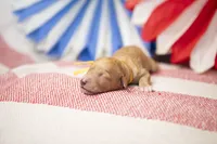 Jubilee, a female Goldendoodle for sale in Seffner, FL – 3 of 5