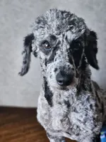 Caspian, a male Poodle - Toy  for sale in Seffner, FL – 3 of 4