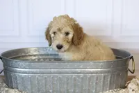 Ford, a male Goldendoodle for sale in Seffner, FL – 5 of 7