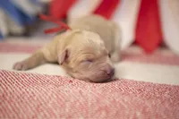 Lady Liberty, a female Goldendoodle for sale in Seffner, FL – 3 of 5