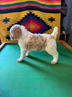 Benji, a male Poodle - Standard  for sale in Seffner, FL – 2 of 3