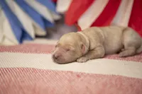 Lady Liberty, a female Goldendoodle for sale in Seffner, FL – 5 of 5