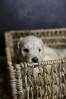 Liberty Bell, a female Goldendoodle for sale in Seffner, FL – 8 of 10