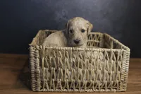 Lady Liberty, a female Goldendoodle for sale in Seffner, FL – 4 of 4