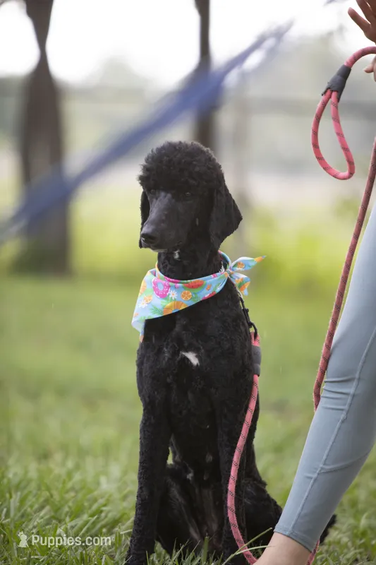 Iona – Poodle - Standard  puppy for sale in Seffner, FL