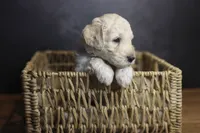Colt, a male Goldendoodle for sale in Seffner, FL – 8 of 10