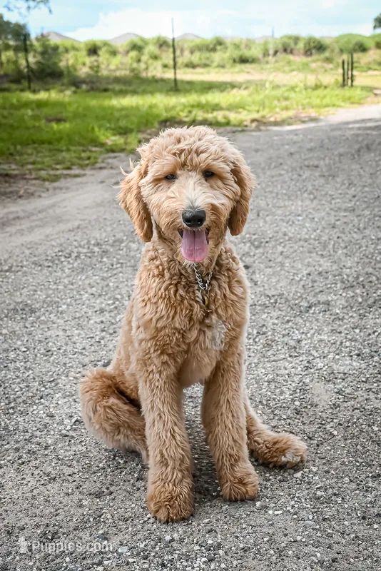 Shroder – Goldendoodle puppy for sale in Seffner, FL