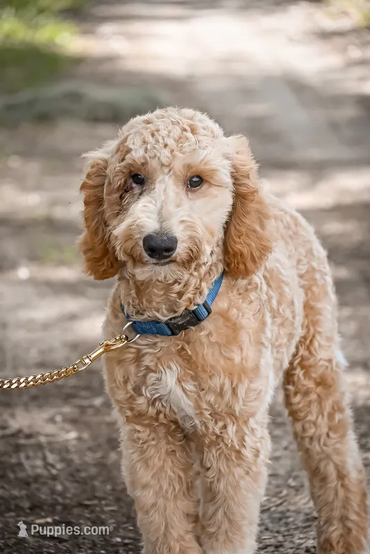 Cricket – Goldendoodle puppy for sale in Seffner, FL