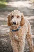 Cricket, a male Goldendoodle for sale in Seffner, FL – 1 of 8