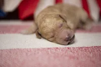 Captain America, a male Goldendoodle for sale in Seffner, FL – 2 of 5
