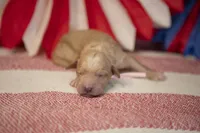 Ol' Glory, a female Goldendoodle for sale in Seffner, FL – 5 of 5