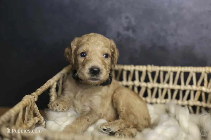Rocky – Goldendoodle puppy for sale in Seffner, FL