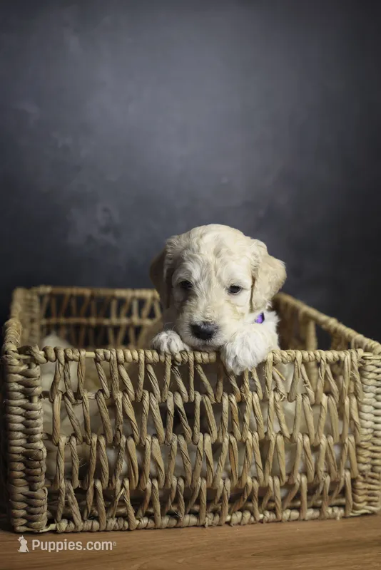 Colt – Goldendoodle puppy for sale in Seffner, FL