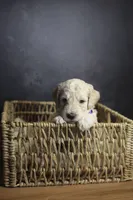 Colt, a male Goldendoodle for sale in Seffner, FL – 4 of 10