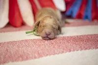 Ford, a male Goldendoodle for sale in Seffner, FL – 2 of 5