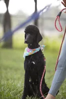 Iona, a female Poodle - Standard  for sale in Seffner, FL – 5 of 5