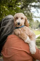 Cricket, a male Goldendoodle for sale in Seffner, FL – 2 of 8