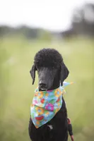 Iona, a female Poodle - Standard  for sale in Seffner, FL – 4 of 5