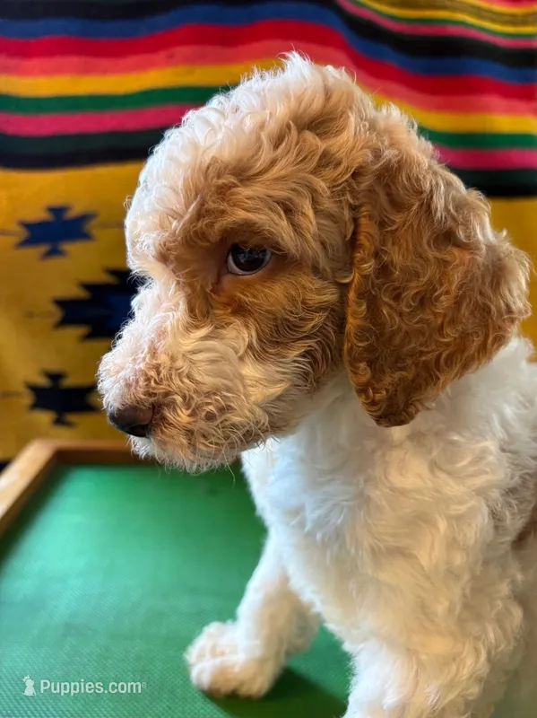 Bouncer – Poodle - Standard  puppy for sale in Seffner, FL