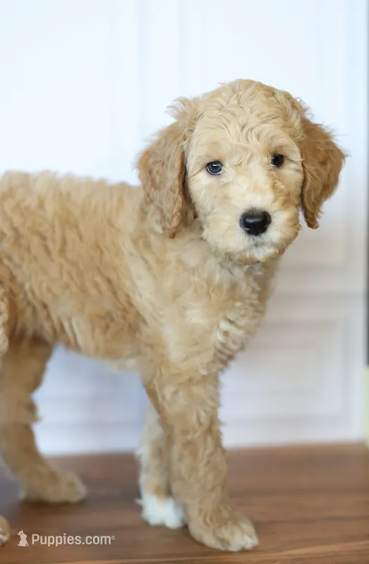 Cowboy – Goldendoodle puppy for sale in Seffner, FL