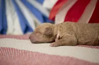 Ol' Glory, a female Goldendoodle for sale in Seffner, FL – 4 of 5