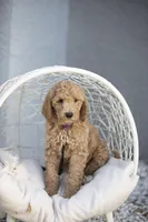 Lucy, a female Goldendoodle for sale in Seffner, FL – Photo 6 of 9