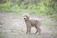 Lucy, a female Goldendoodle for sale in Seffner, FL – Photo 9 of 9