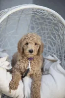 Lucy, a female Goldendoodle for sale in Seffner, FL – Photo 8 of 9