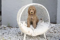 Lucy, a female Goldendoodle for sale in Seffner, FL – Photo 5 of 9