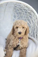 Lucy, a female Goldendoodle for sale in Seffner, FL – Photo 7 of 9