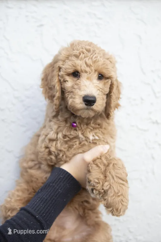 Lucy – Goldendoodle puppy for sale in Seffner, FL