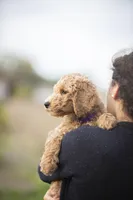 Lucy, a female Goldendoodle for sale in Seffner, FL – Photo 4 of 9