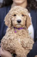 Lucy, a female Goldendoodle for sale in Seffner, FL – Photo 2 of 9