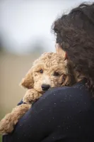 Lucy, a female Goldendoodle for sale in Seffner, FL – Photo 3 of 9