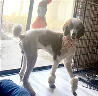 Jamie, a male Poodle - Standard  for sale in Seffner, FL – 2 of 4