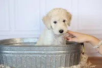 Colt, a male Goldendoodle for sale in Seffner, FL – 2 of 10