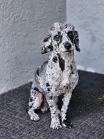 Caspian, a male Poodle - Toy  for sale in Seffner, FL – 2 of 4