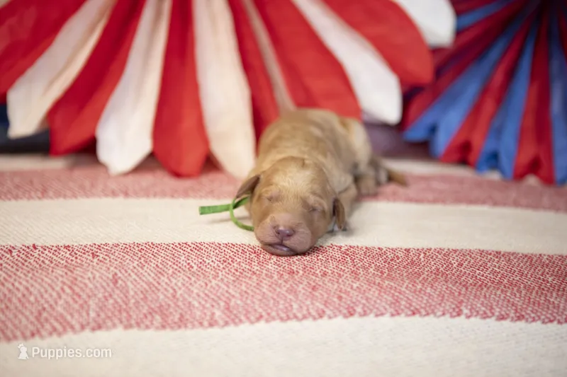 Ford – Goldendoodle puppy for sale in Seffner, FL