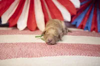 Ford, a male Goldendoodle for sale in Seffner, FL – 1 of 5