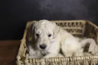 Colt, a male Goldendoodle for sale in Seffner, FL – 9 of 10