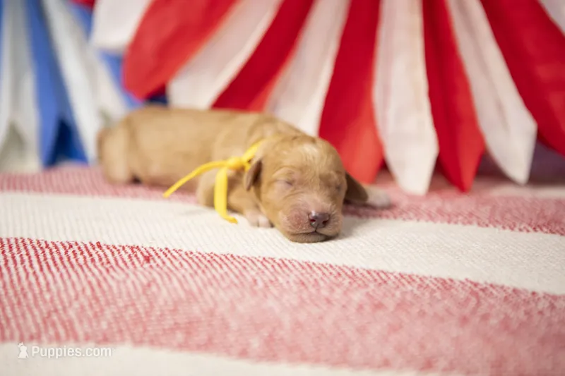 Jubilee – Goldendoodle puppy for sale in Seffner, FL